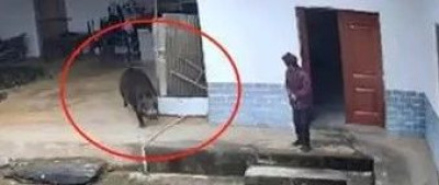 野猪闯入家中撕咬老人致死，当地回应