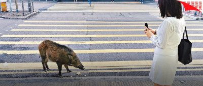 野兽开始“城市化”，还学会了看红绿灯…