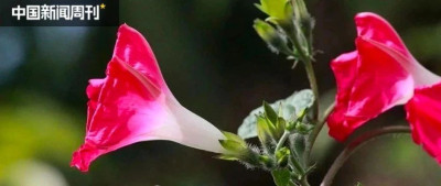 让百雀羚陷入风波的“禁用原料”，到底是什么？