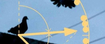 为了不让鸽子过年回家，科学家竟然堵住了它们的右鼻孔？