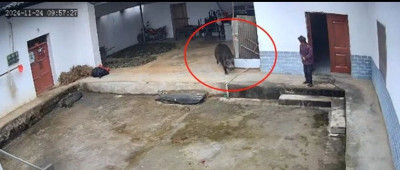 老人在家遭野猪顶撞撕咬身亡，家属发声