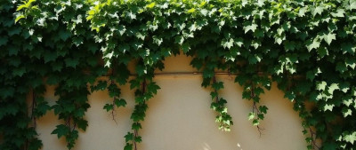 品读 | 那一刻，我和藤蔓一见倾心