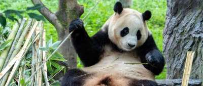 大熊猫保护研究中心：“福宝”出现状况异常