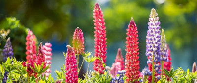 品读 | 与文学里的植物相遇