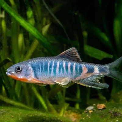 我国特有！这里发现鱼类新物种→