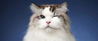 领养一只，温暖两颗心｜萌宠寻人启事119期