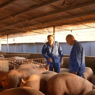 他们为何坚定选择温氏？倾听农户的声音