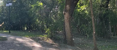 东北多地“小飞虫”泛滥，专家：不是“小咬”