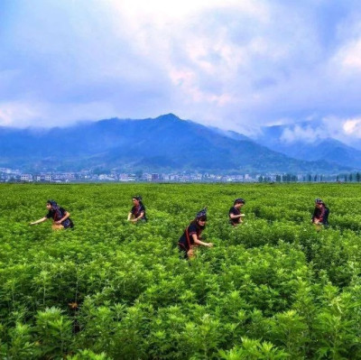 蕲艾广告语有奖征集，邀您参与！