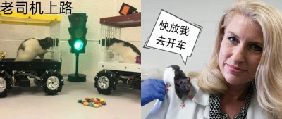 学车后，老鼠爱上开车，整个鼠都更放松了！科学家：向老鼠学习