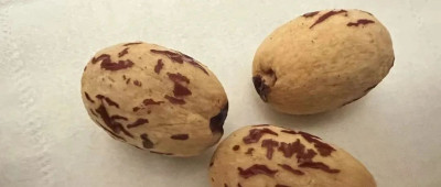 扒下红皮又去了硬核的「去皮红枣」，咋搞出来的？ | 有趣的制造