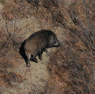 一地公告遴选队伍猎捕300头野猪，将无害化处理