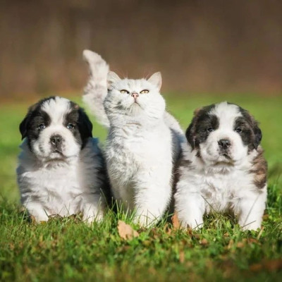 花几万给宠物办葬礼，年轻人图什么