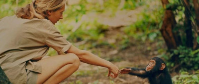 这就是课本上的传奇——珍·古道尔！