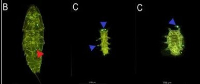 它们是极少数能抵挡微塑料入侵的生物，你一定听说过它们的名字