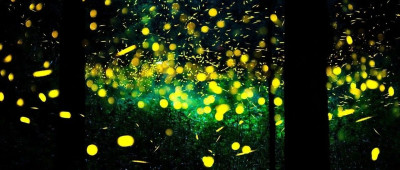 每日热问｜研究称萤火虫的发光技能至少使用一亿年，怎么确定的？