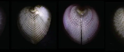 海洋中的神秘生物，掌握了超越人类的光纤技术