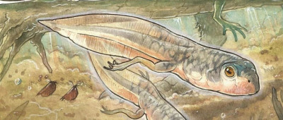 科学家发现最早的蝌蚪，体长预计16厘米；Dijkstra算法被证明普遍最优 | 环球科学要闻