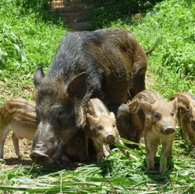 每日热问 | 野猪泛滥，农民杀不得又赶不走，这带来多大危害？