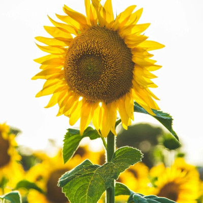 七言｜世界上没有比快乐更能使人美丽的化妆品