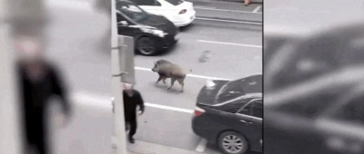 登上热搜！野猪致害频发咋回事？怎么办？