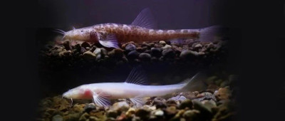 贵州发现新物种