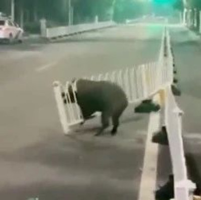 河南一县城周边出现近2000头野猪