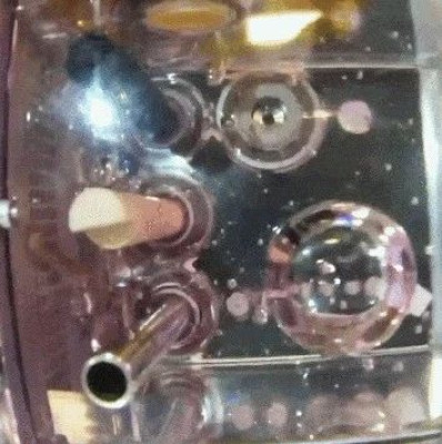 太空“出差”的斑马鱼，回来了！