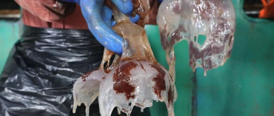 8天抓5000多袋！一发电厂遭海蜇“大规模入侵”，啥原因？