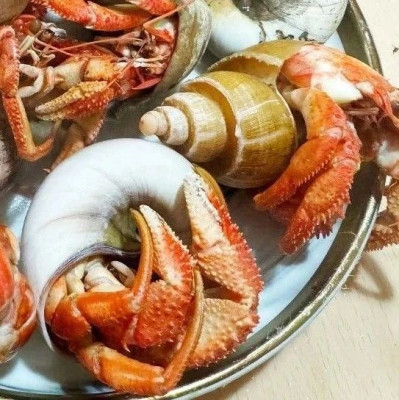 吃播界的新顶流“虾怪”，到底是啥啊？