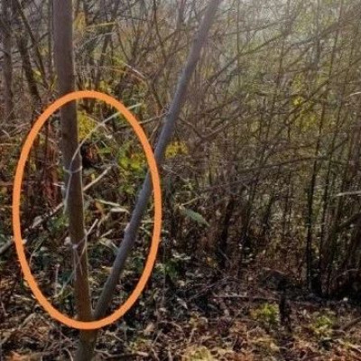 中学教师遭捕兽电网电击身亡，家属：5年至少3人被电死