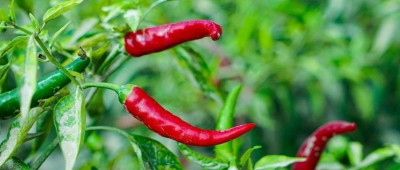 新疆辣椒，“做梦都想不到”