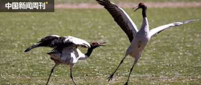 鹤，还是那只忠贞不渝的爱情鸟吗？