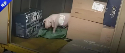 见过一次快递分拣，还以为进了平行世界