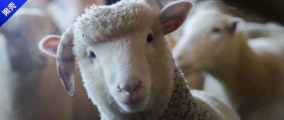 羊毛衫一洗就缩水，那绵羊淋了雨，会不会被羊毛勒死？