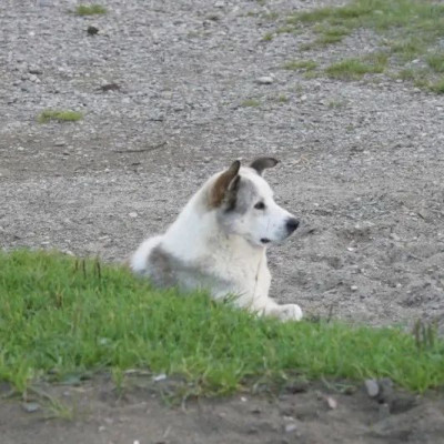 俄罗斯阿尔泰共和国，狗太多了！