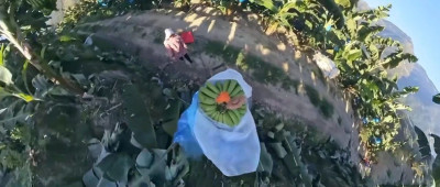 我的香蕉被无人机吊走了……