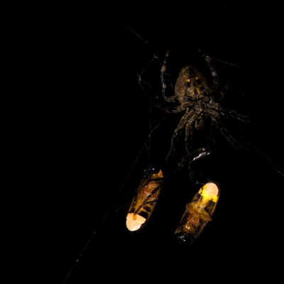 它们被迫“女装”，为捕食者吸引新的猎物