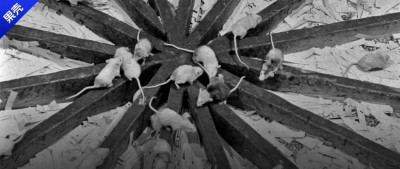 在衣食无忧的“天堂”里，它们自相残杀，然后全员灭亡