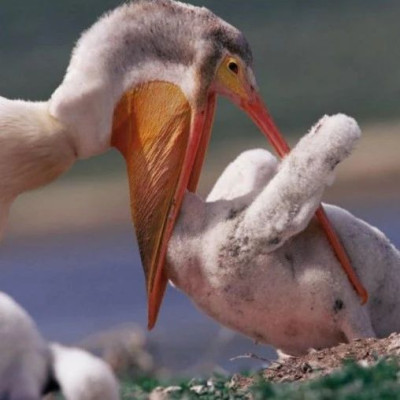 鹈鹕为什么喜欢吃同事？