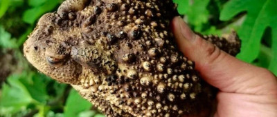 每日热问｜3人吃癞蛤蟆后一死两伤，癞蛤蟆毒性有多强？