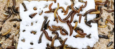 这种虫子以塑料为食，而且只吃塑料也能活 | 环球科学要闻