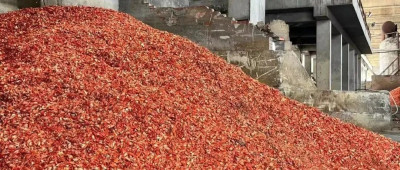 吃掉600斤小龙虾！他们研究出结果了