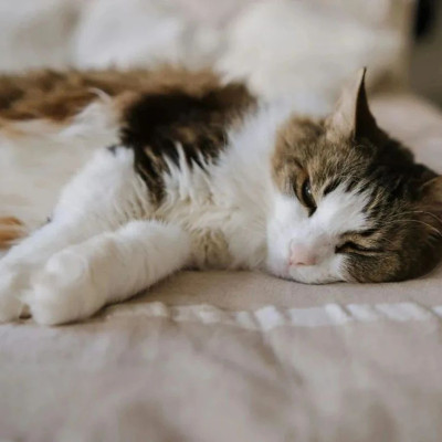 「Pilton宠尔顿」完成3000万元A轮融资，宠物智能舱已铺出超1万台丨早起看早期