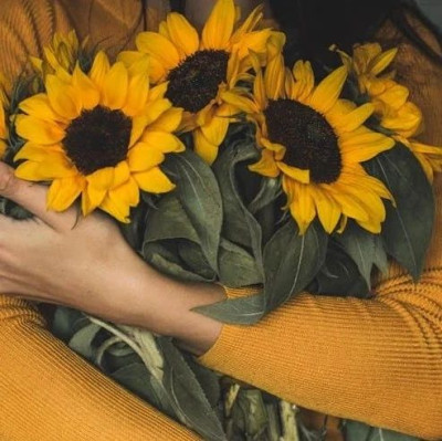 向日葵开了，她就会回来了吗？