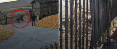 黑龙江一地有老虎进村咬伤村民，伤者家属：被咬手臂大概保不住