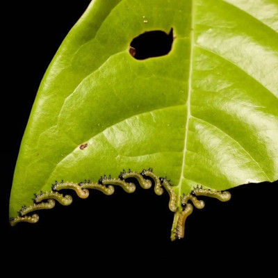 它的“毛绒绒”不仅可以吓退人类，还能感知捕食者的静电场