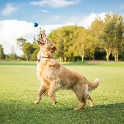 小狗乖乖，开朗可爱｜萌宠寻人启事106期