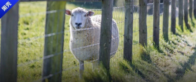 备孕吃羊胎盘大补？真实案例：吃完胎盘，差点流产……