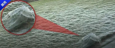 “薄纱床单”莫名出现在院子里，房主被吓到差点心脏病发作